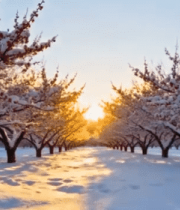 雪后树林红梅日落景观608#横屏 