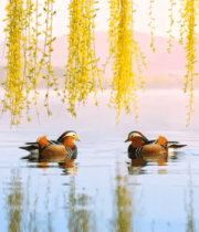 湖面鸳鸯垂柳自然风光1003#横屏 