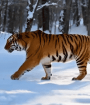 雪地中行走的老虎(5)14146#横屏 