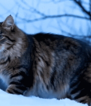 雪地中的长毛猫5929#横屏 