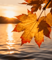 湖畔枫叶与夕阳自然风光素材10430#横屏 