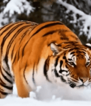 雪地中奔跑的老虎(2)10337#横屏 