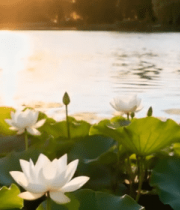 湖畔荷花荷叶夕阳景色13938#横屏 