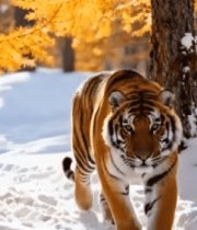 雪地森林中行走的老虎11489#横屏 