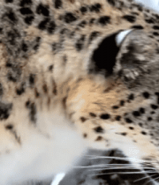 雪地里的雪豹特写9520#横屏 