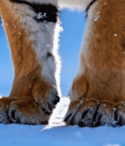 雪地中老虎脚步特写素材9752#横屏 