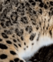 雪地里的雪豹特写9520#横屏 