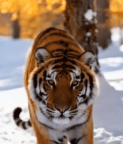 雪地森林中行走的老虎11489#横屏 