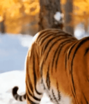 雪地森林中行走的老虎(1)14715#横屏 