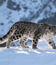 雪豹在雪地中行走4477#横屏 