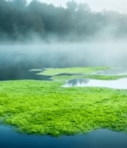 	 湖面漂浮绿藻与晨雾森林景象1525#横屏 