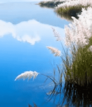 湖边芦苇自然风景6415#横屏 