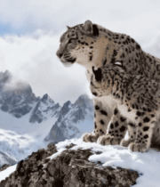 雪豹母子雪山岩石上休憩6627#横屏 