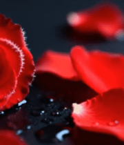 红玫瑰与花瓣微距特写素材993#横屏 