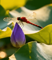 红蜻蜓停留在荷花花苞上10024#横屏 