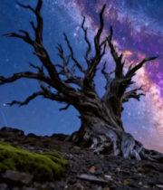 星空下的枯树自然风光素材10704#横屏 