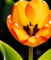 红黄相间郁金香特写692#横屏 