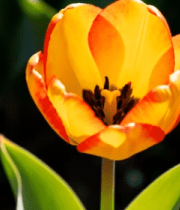 	 红黄相间郁金香特写692#横屏 