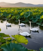 荷塘中天鹅游弋的自然风光3162#横屏 