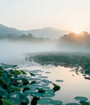 荷塘日出自然风光14730#横屏 