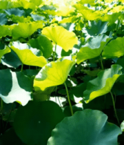 荷塘荷叶自然风光12381#横屏 