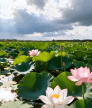 荷塘荷花自然风光全景8342#横屏 