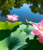 荷塘荷花荷叶自然景观293#横屏 