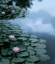 荷塘粉色睡莲与荷叶景观4535#横屏 