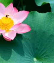 荷花荷叶上的蜜蜂特写12372#横屏 