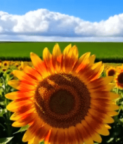 向日葵花田特写10222#横屏 