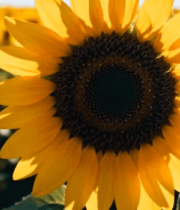 向日葵花海中蜜蜂飞舞素材6653#横屏 