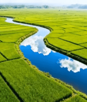 航拍绿色稻田中的蜿蜒河流4223#横屏 