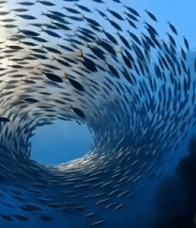 海洋中鱼群漩涡景象3422#横屏 