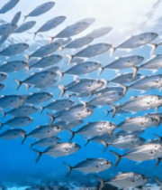 海洋中鱼群游动景象3086#横屏 