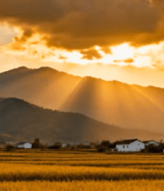 乡村稻田夕阳风光7606#横屏 