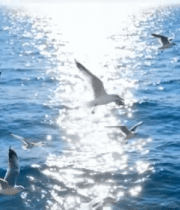 	 海面上飞翔的海鸥素材5915#横屏 