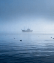 海面上飞翔的海鸟9607#横屏 