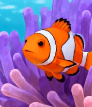 海底小丑鱼与珊瑚素材8224#横屏 