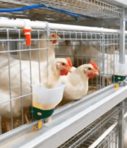 现代化养鸡场鸡笼内的母鸡7911#横屏 