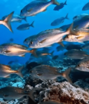 海底游动的鱼群与珊瑚景观1626#横屏 