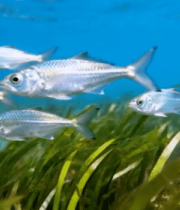 海底鱼群游动画面9993#横屏 