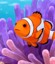 海底小丑鱼与珊瑚素材8224#横屏 