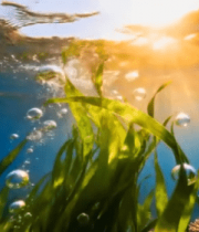 海底阳光照射海草与珊瑚画面12549#横屏 