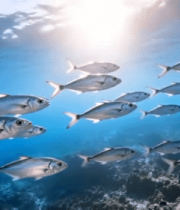 海底鱼群游动素材3854#横屏 