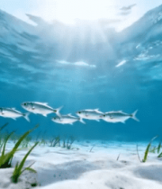 	 海底鱼群游动全景5489#横屏 