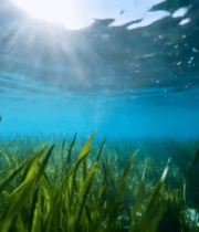 海底阳光照射海草景象2580#横屏 