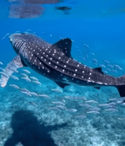 海底鲸鲨与鱼群共游画面12186#横屏 