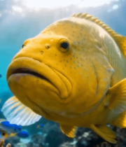 海底黄色大鱼与蓝色小鱼群10989#横屏 