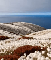 海边花坡自然风光9429#横屏 