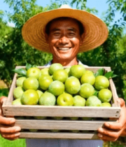 果农果园捧木箱展示李子5376#横屏 